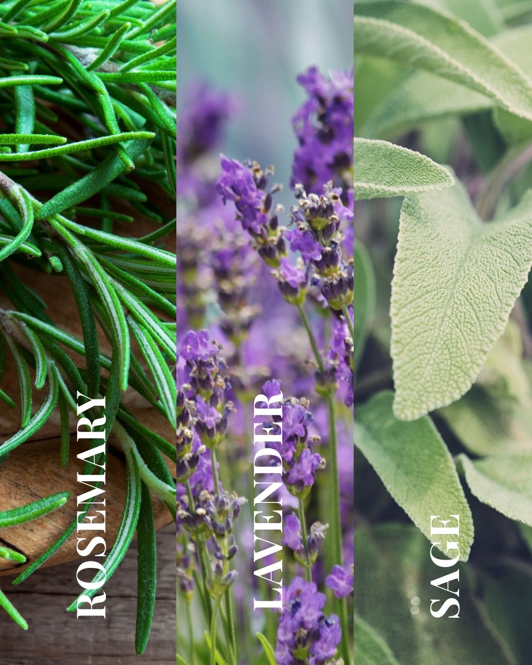 Provence Fields Candle | Rosemary + Lavender + Sage