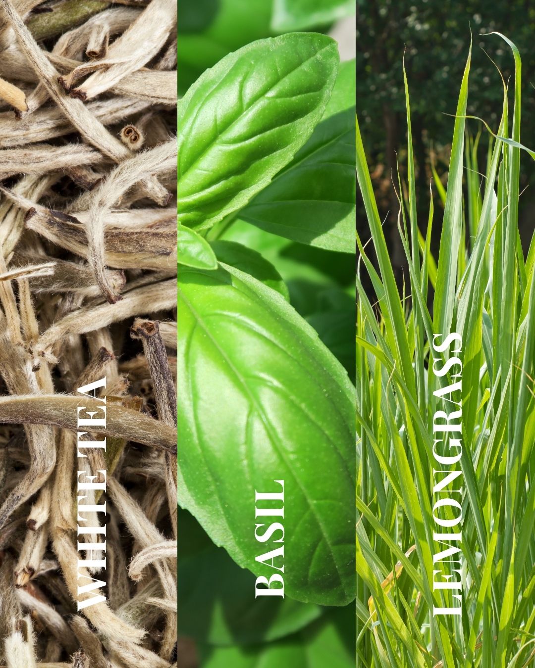 Kyoto Garden | White Tea + Basil + Lemongrass